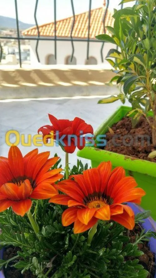 Location vacances Appartement F5 Tlemcen Tlemcen