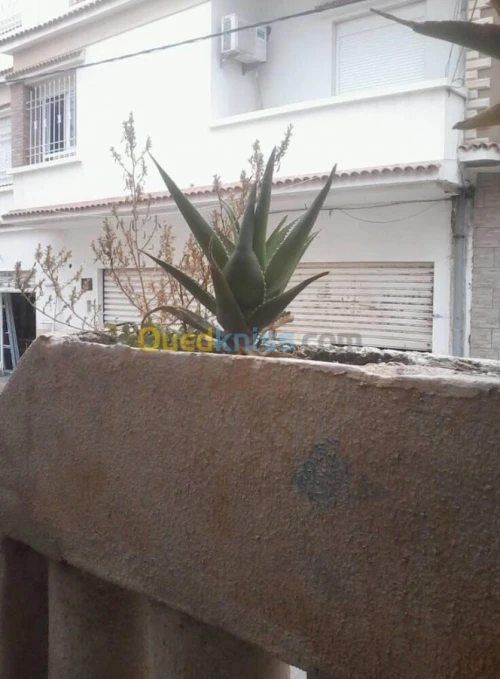 Vente Villa Mostaganem Mostaganem
