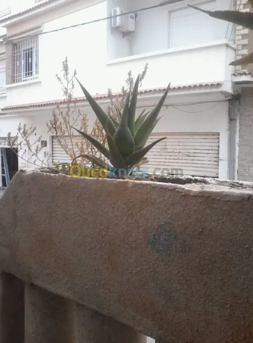 Vente Appartement F3 Mostaganem Mostaganem
