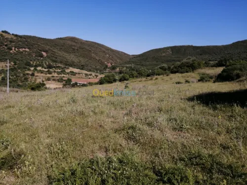 Vente Terrain Boumerdes Ammal