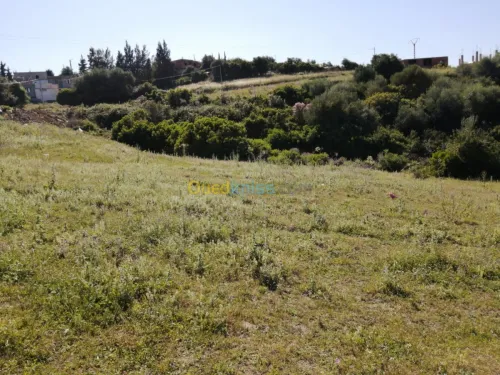 Vente Terrain Boumerdes Ammal