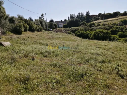 Vente Terrain Boumerdes Ammal