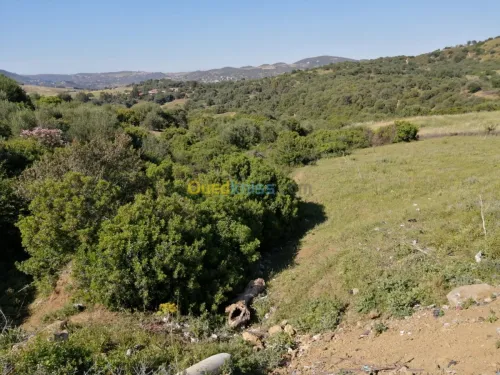 Vente Terrain Boumerdes Ammal