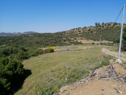 Vente Terrain Boumerdes Ammal