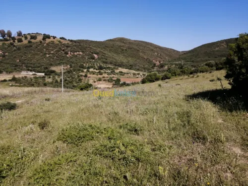 Vente Terrain Boumerdes Ammal