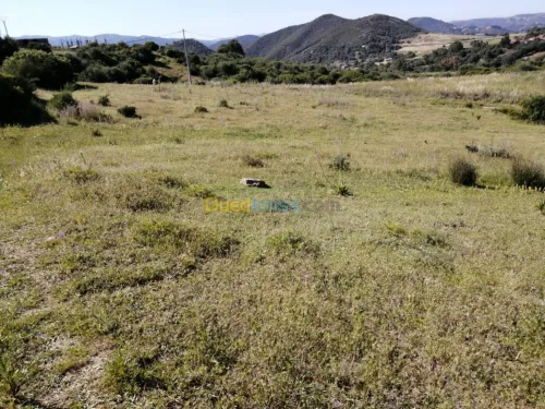 Vente Terrain Boumerdes Ammal
