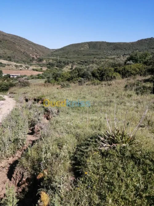 Vente Terrain Boumerdes Ammal