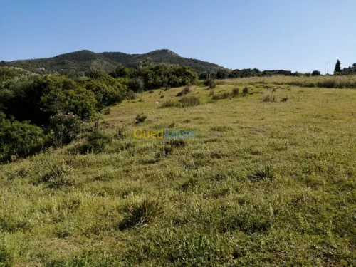 Vente Terrain Boumerdes Ammal
