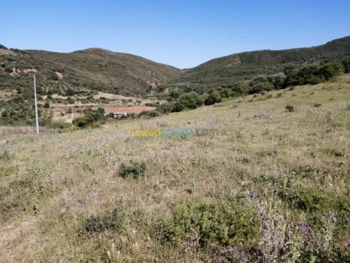 Vente Terrain Boumerdes Ammal
