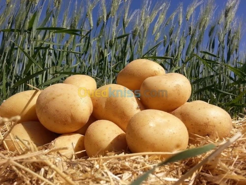 distribution frites fraîches