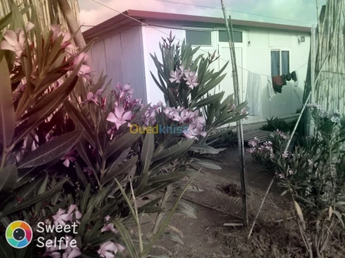 Location Bungalow Skikda Collo