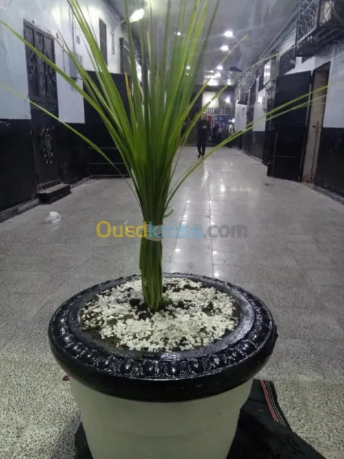 Vente Appartement F3 Oran Oran