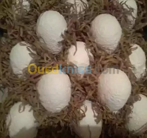 حلويات و عجائن & gateaux et pates