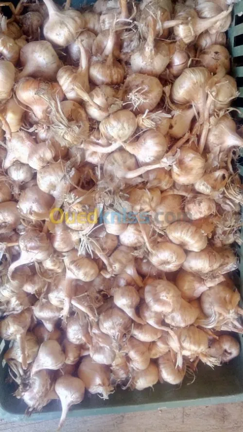 Bulbes de safran .... بذور الزعفران 