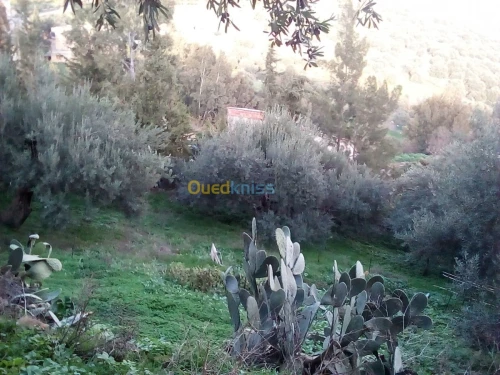 coupe et netoiyer les arbre