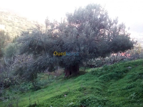coupe et netoiyer les arbre