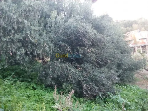 coupe et netoiyer les arbre