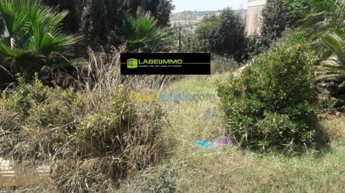 Vente Terrain Alger Mahelma