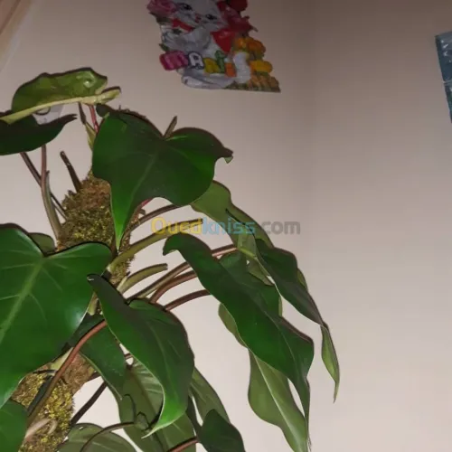 Crèche,école maternelle, garderie