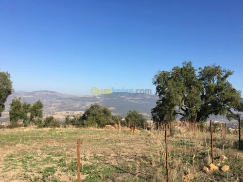 Vente Terrain Tizi ouzou Azazga