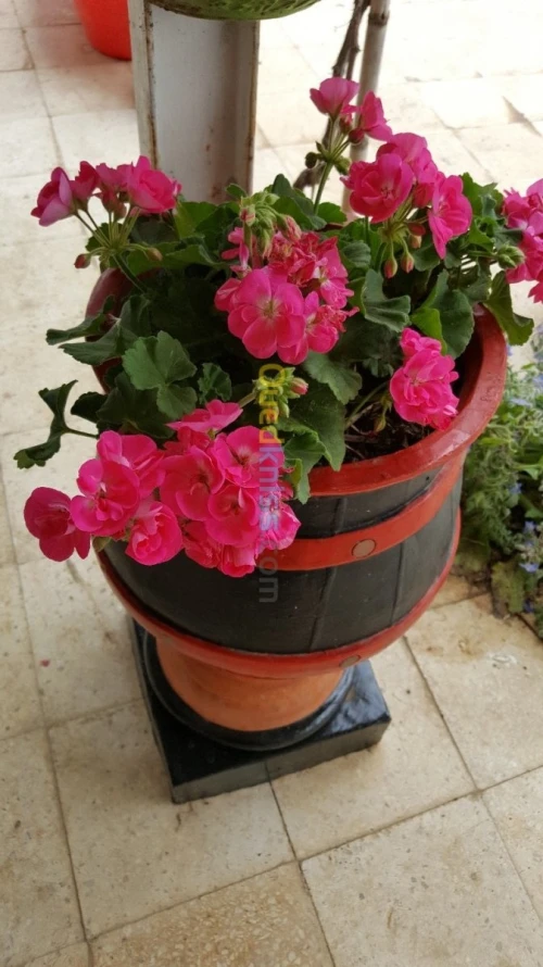 Pots de fleurs et cache pots