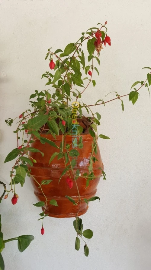 Pots de fleurs et cache pots