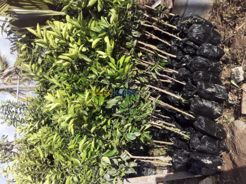 Amenagement des jardins 