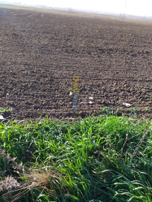 Vente Terrain Agricole Mila Chelghoum laid