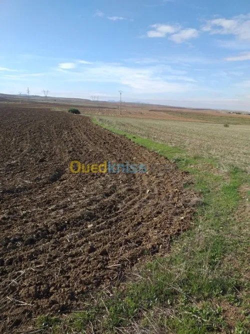 Vente Terrain Agricole Mila Chelghoum laid