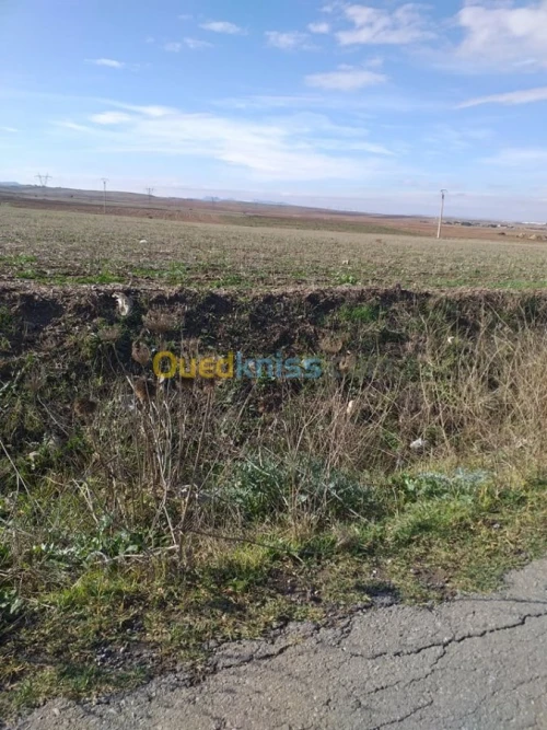 Vente Terrain Agricole Mila Chelghoum laid