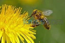 الطب البديل