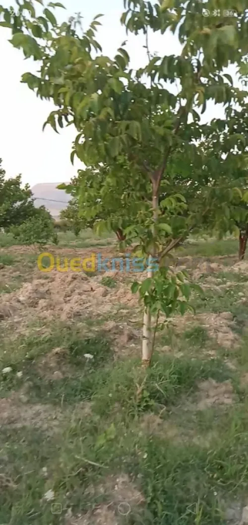 Vente Terrain Agricole Khenchela Ensigha