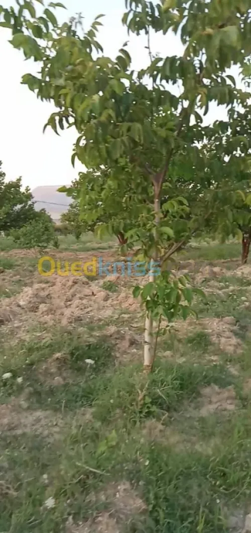 Vente Terrain Agricole Khenchela Ensigha