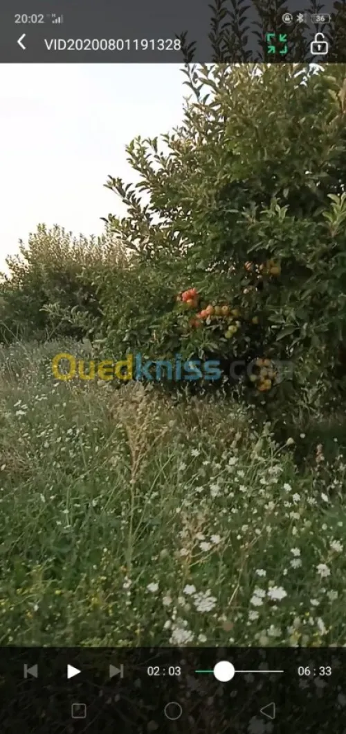 Vente Terrain Agricole Khenchela Ensigha