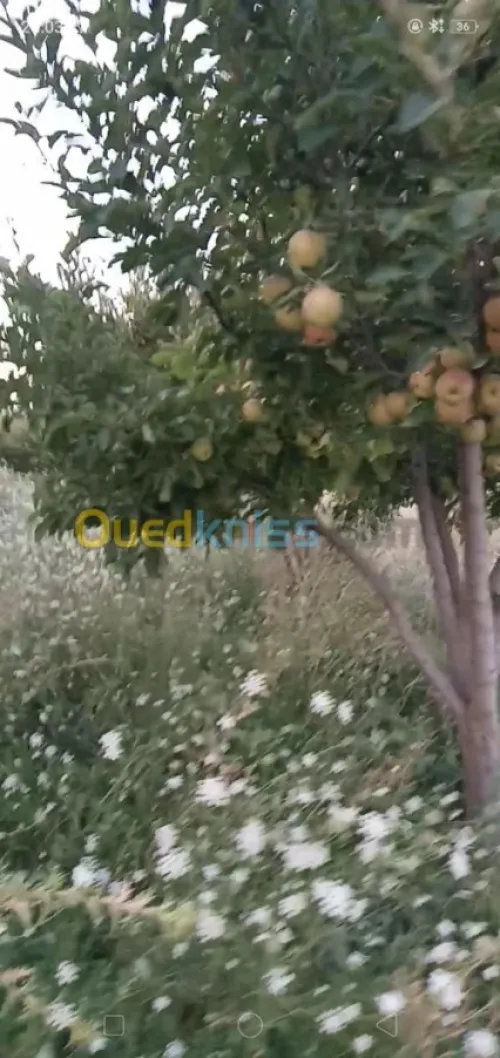 Vente Terrain Agricole Khenchela Ensigha