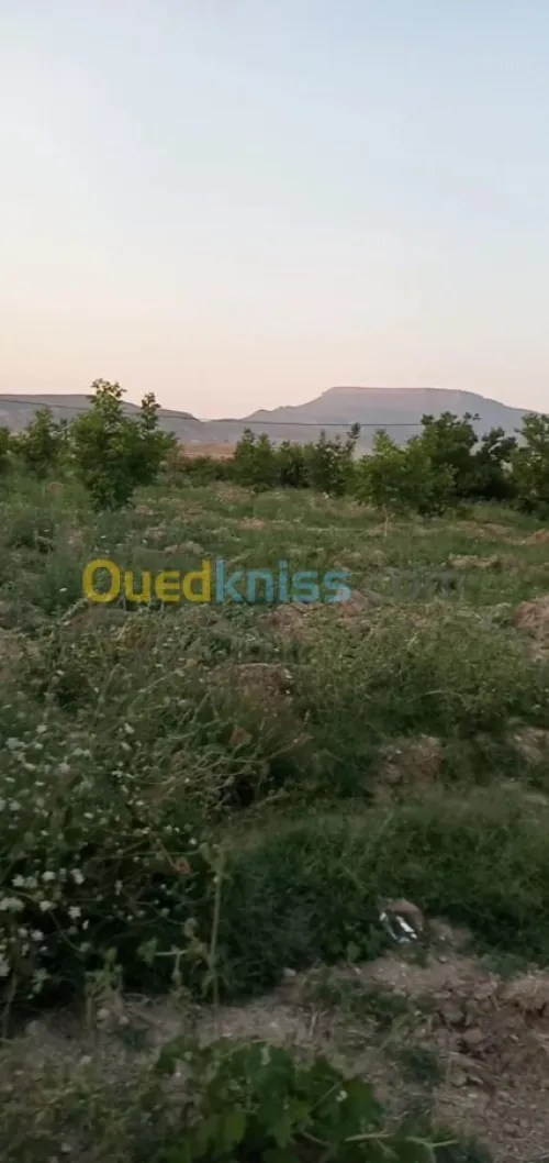 Vente Terrain Agricole Khenchela Ensigha