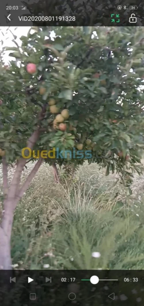 Vente Terrain Agricole Khenchela Ensigha