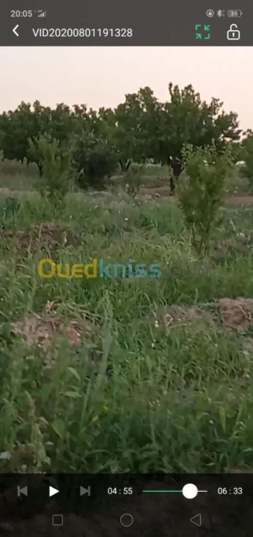Vente Terrain Agricole Khenchela Ensigha
