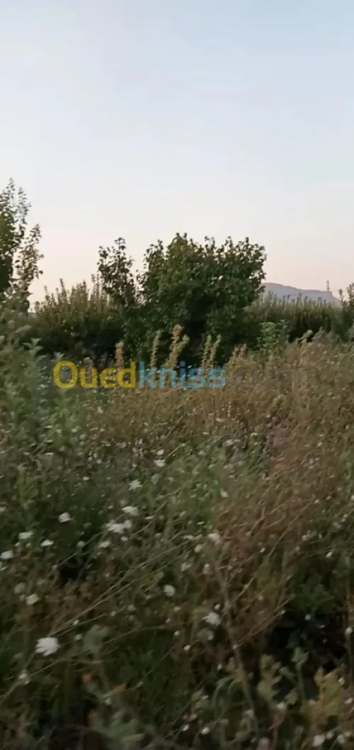 Vente Terrain Agricole Khenchela Ensigha