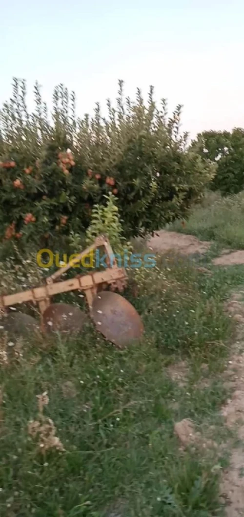 Vente Terrain Agricole Khenchela Ensigha