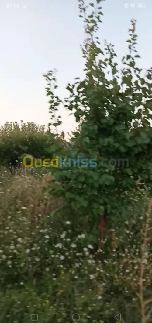 Vente Terrain Agricole Khenchela Ensigha