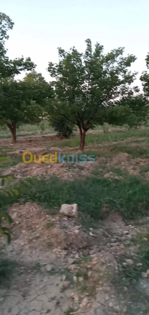 Vente Terrain Agricole Khenchela Ensigha