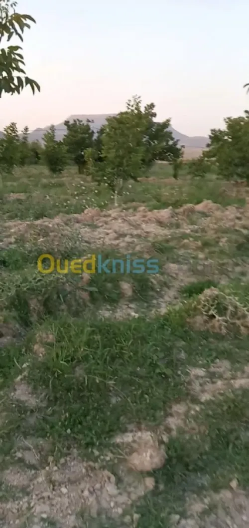 Vente Terrain Agricole Khenchela Ensigha