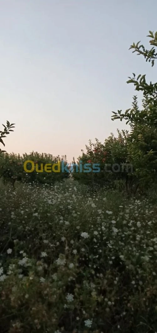 Vente Terrain Agricole Khenchela Ensigha