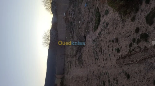 Vente Terrain Batna Tazoult