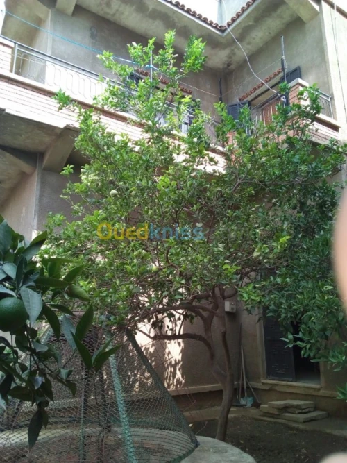 Vente Villa Blida Bougara