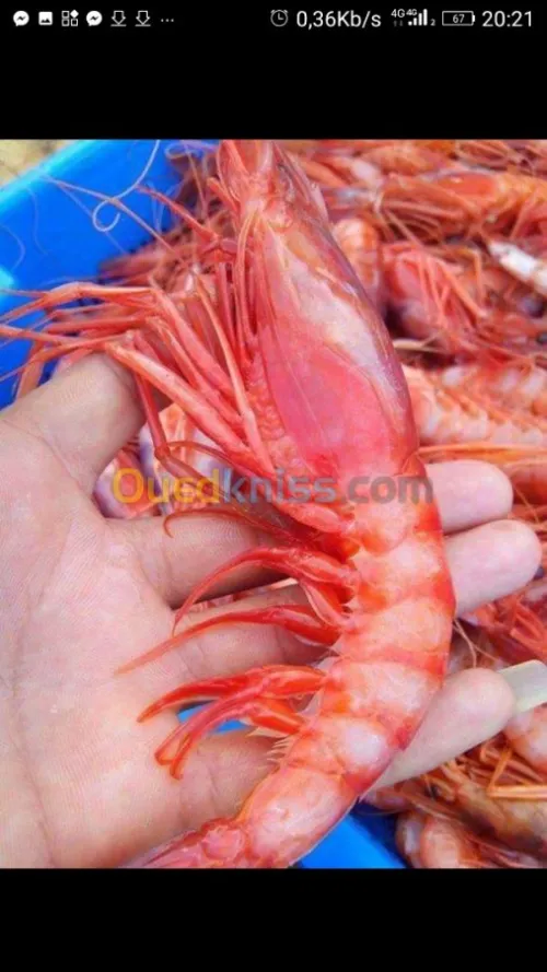 Poisson