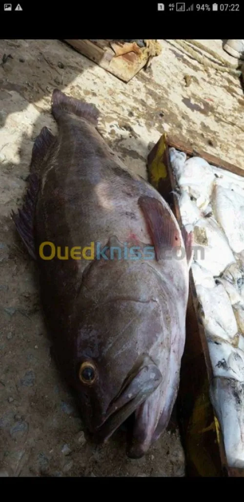 Poisson