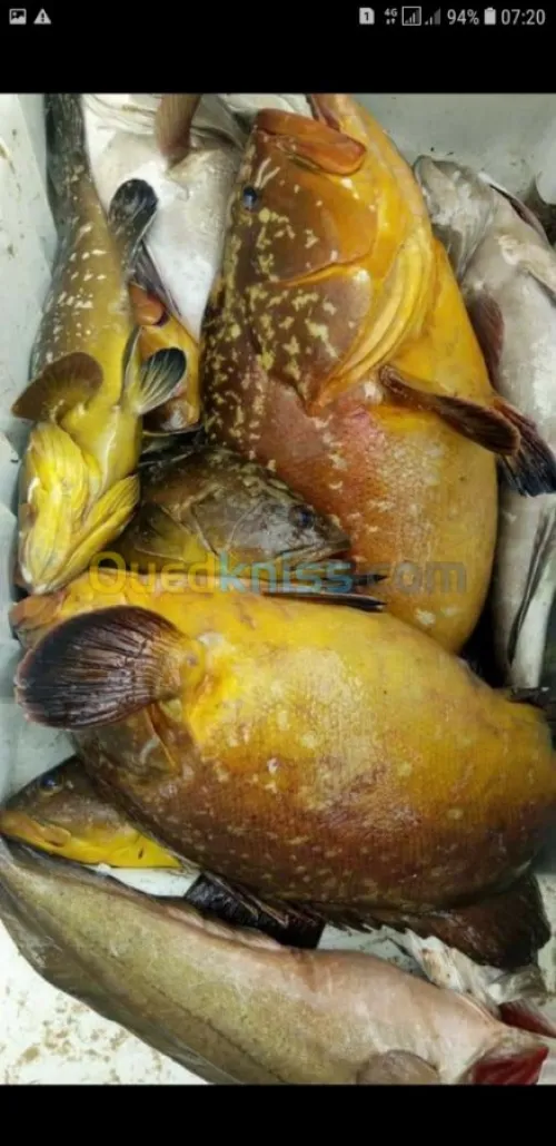 Poisson