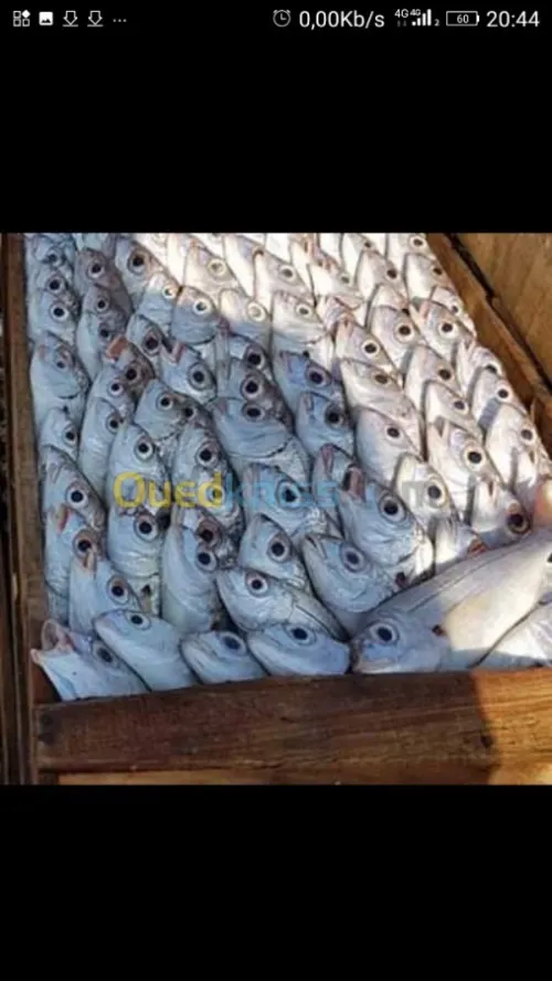 Poisson